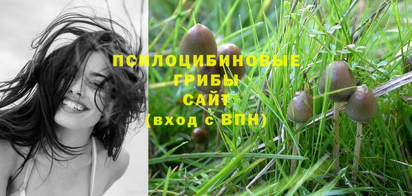 прущие грибы Баксан